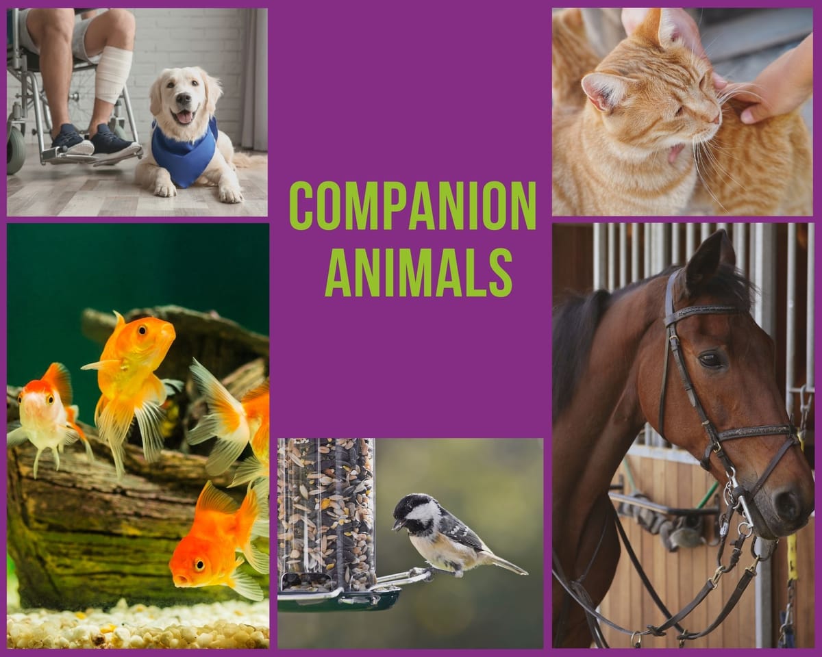 Facts: Companion Animals